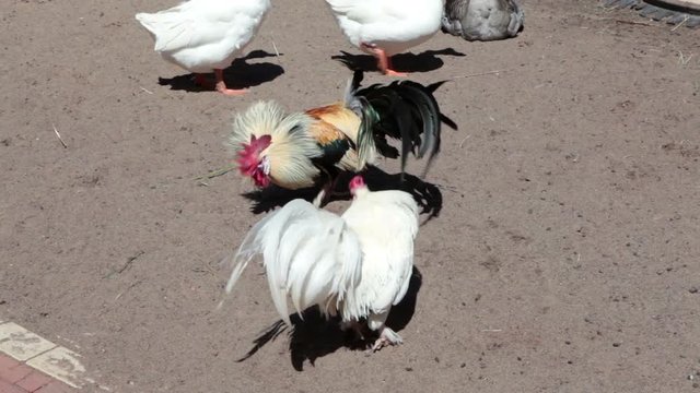 Two fighting cocks having fight in sandy cockpit in farm, white and colored male