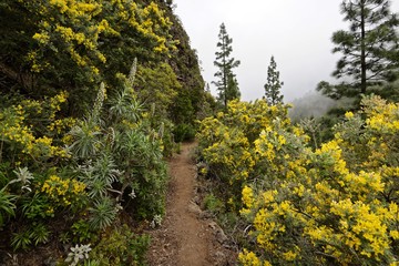 Teneriffa - Órganos-Höhenweg