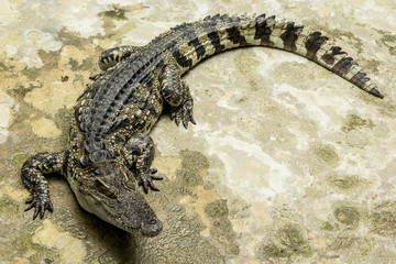 Crocodylus siamensis (Siamese Fresh , water Crocodile) on the cement floor.