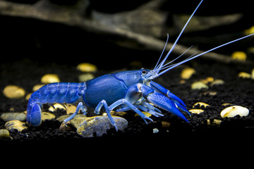 Crayfish Cherax destructor