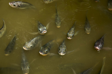 Masses Fish (Nile tilapia, Nilotica, Family Cichlidae) breathe above water food begging and mouth like a people.