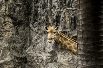 Giraffe peekaboo after palm tree. poke face and neck have a rocky background.