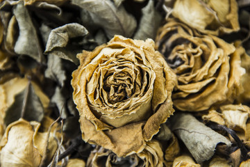 Background Dead Bouquet of roses wither dry.
