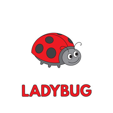 Cartoon Ladybug Flashcard for Children