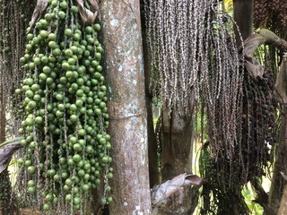ARECACEAE caryoto mitis lour Dypsis lutescens Perennial plants have straight stems