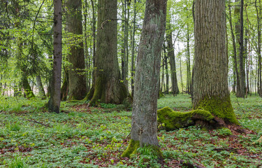 Old monumental oak trees
