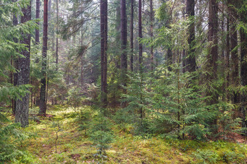 Pine tree stand in springtime
