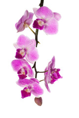 Obraz na płótnie Canvas orchid isolated on white