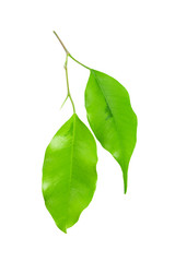 Obraz premium leaf isolated on white