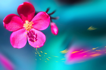 Fototapeta na wymiar Beautiful pink tropical flower against blue and green light. Natural tropical summer background. Closeup macro. Selective and soft focus. Yellow petals in motion. Free space for your text..