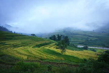 Terraced rice field landscape in harvesting season with low clouds in Y Ty, Bat Xat district, Lao Cai, north Vietnam