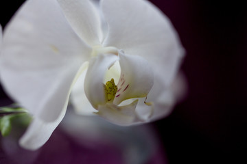 Fototapeta na wymiar white flower orchid