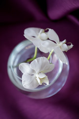 Naklejka na ściany i meble white flower orchid