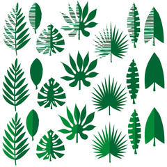 Collection of tropical leaves, vector illustration leafs of areca palm, fan palm, babana, philodendron, monstera