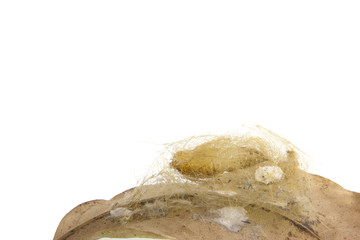Close Up of worm cocoons nests in leaves isolate on white.