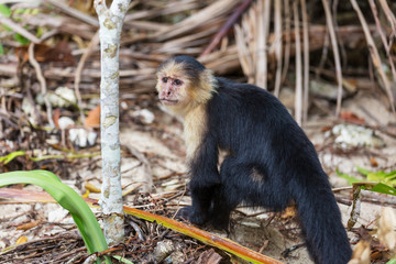 Monkey in Costa Rica