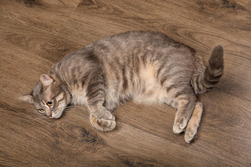 Obraz premium Relaxed gray tabby cat lying on wooden floor, domestic pet comfort and home environment, the feline's striped fur and calm demeanor are visible against the warm brown wood grain