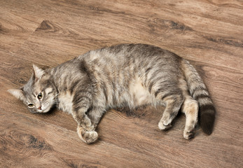 Funny overweight cat lying on wooden floor