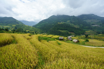 Terraced rice field landscape in harvesting season in Y Ty, Bat Xat district, Lao Cai, north Vietnam