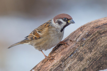 bird, robin, nature, sparrow