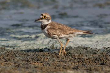 sandpiper, beach, birds, sea
