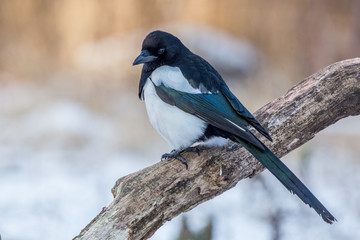 magpie, bird, nature, wildlife