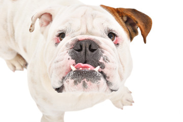 Portrait of funny English bulldog, closeup, top view, isolated on white background