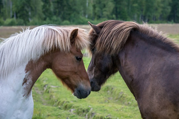 Obraz premium Two Icelandic horse close and tender against each other