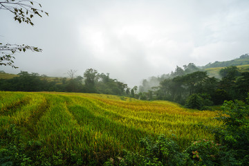 Fototapeta na wymiar Terraced rice field landscape in harvesting season with low clouds in Y Ty, Bat Xat district, Lao Cai, north Vietnam