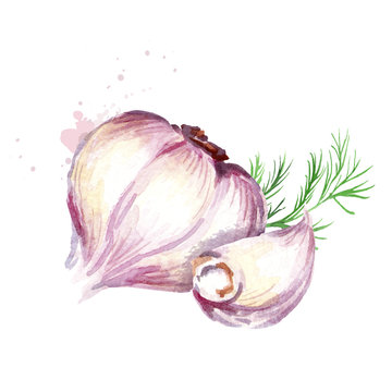 Garlic and dill. Watercolor hand drawn illustration, isolated on white background