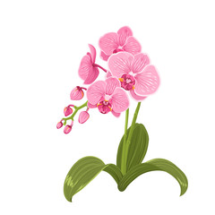 Elegant gentle pink purple orchid phalaenopsis exotic tropical flower inflorescence isolated on white background. Buds, stem, green leaves. Detailed realistic vector design illustration. Sign symbol.