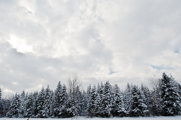Pine trees covered by snow. Beautiful winter landscapes. Frost nature.