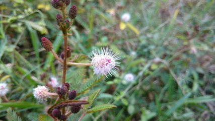 mimosa pudica sensitive plant