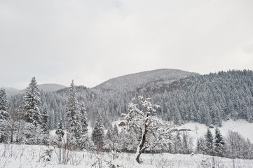 Pine trees covered by snow at Carpathian mountains. Beautiful winter landscapes. Frost nature.