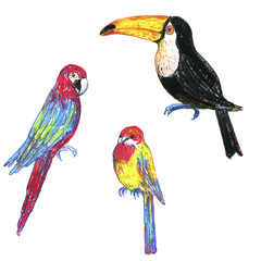 watercolor drawing exotic birds