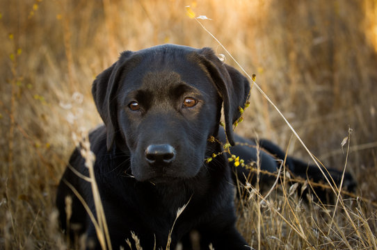 Black Labrador Retriever puppy dog outdoor portrait lying down in field