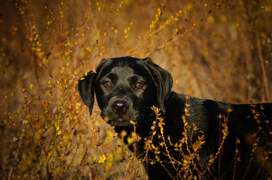 Black Labrador Retriever dog outdoor portrait in long grass and brush