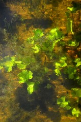 Underwater river view. River algae underwater.