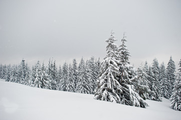 Pine trees covered by snow on mountain Chomiak. Beautiful winter landscapes of Carpathian mountains, Ukraine. Frost nature.
