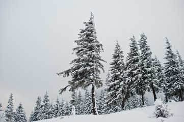 Pine trees covered by snow on mountain Chomiak. Beautiful winter landscapes of Carpathian mountains, Ukraine. Frost nature.