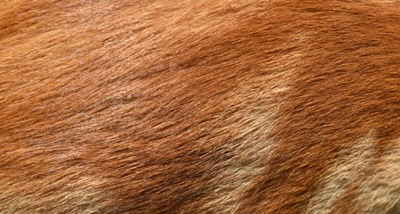 Piel pelirroja tomada en primer plano