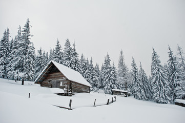 Wooden house at pine trees covered by snow on mountain Chomiak. Beautiful winter landscapes of Carpathian mountains, Ukraine. Frost nature.