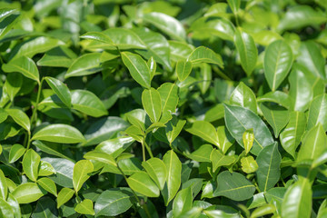 Green tea leaves in a tea plantation.