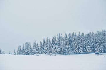 Pine trees covered by snow on mountain Chomiak. Beautiful winter landscapes of Carpathian mountains, Ukraine. Majestic frost nature.