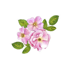 Naklejka premium watercolor drawing roses