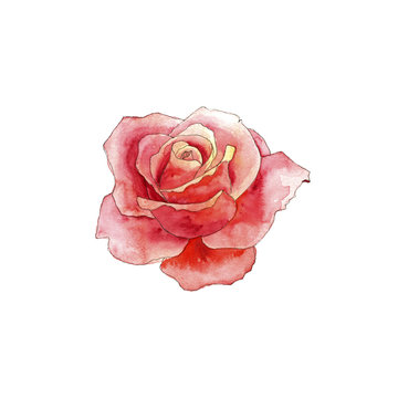 watercolor drawing rose