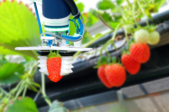 Agriculture technology , artificial intelligence concepts, Farmer use smart farm automation robot arm assistant image processing for harvest strawberry , replace worker and increase precision.