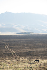 Cavalli al pascolo a Campo imperatore in Abruzzo