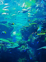 Beautiful Scene of Undersea Coral Reef with Sea Fish