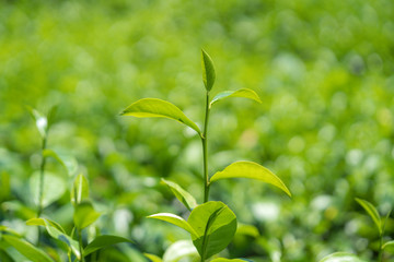 Fototapeta na wymiar Green tea leaves in a tea plantation.